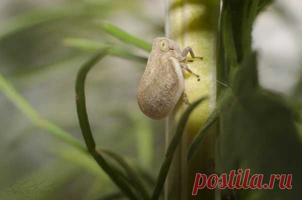 Цикадка, или слюнявая пенница, в объективе Anna Shadow: nat-geo.ru/community/user/230914