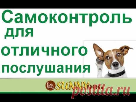 Самоконроль  Или как научить собаку слышать ваши команды