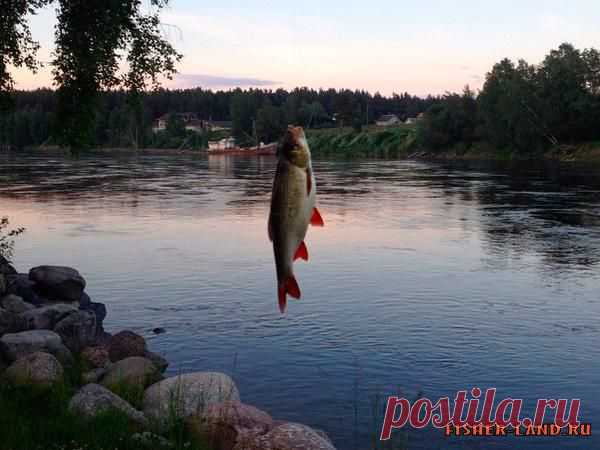 Прикормка для язя