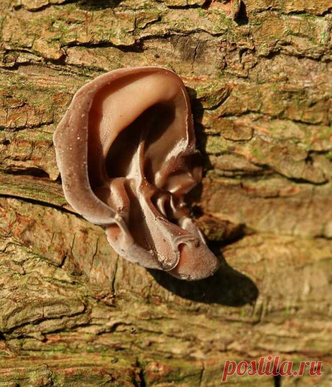 Гриб слизевик или Иудино ухо !