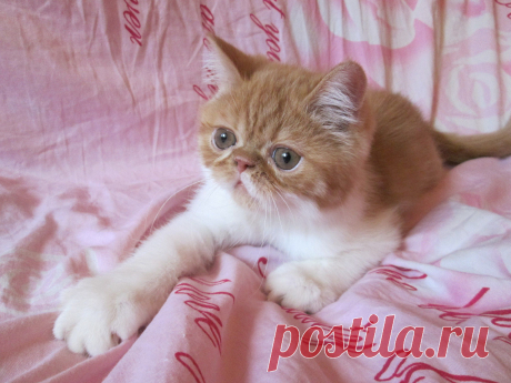 котенок экзот