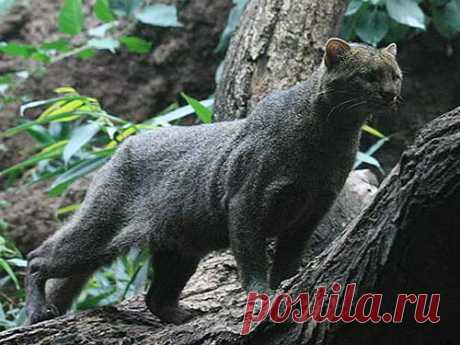 Jaguarundi - Tigrillo of the South | Animal Pictures and Facts | FactZoo.com
