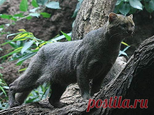 Jaguarundi - Tigrillo of the South | Animal Pictures and Facts | FactZoo.com