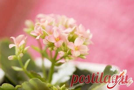 Каланхоэ: лечебные свойства и некоторые лекарственные рецепты