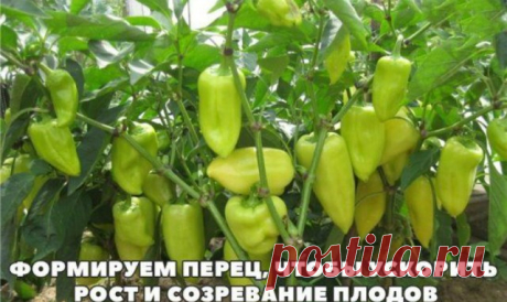 Что бы ускорить рост и созревание перцев … — Копилочка полезных советов