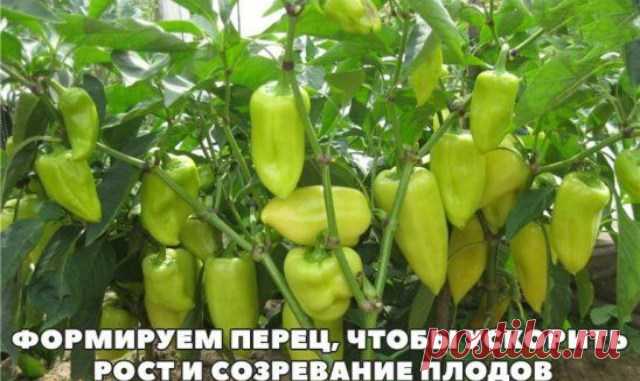 Что бы ускорить рост и созревание перцев … — Копилочка полезных советов