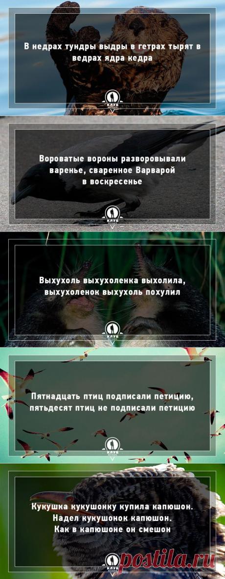 10 скороговорок про животных