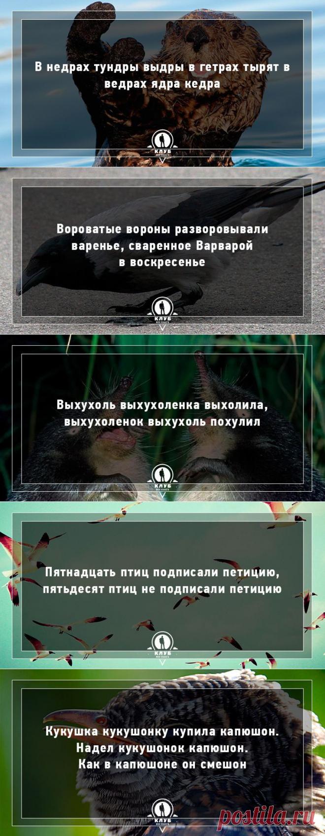 10 скороговорок про животных