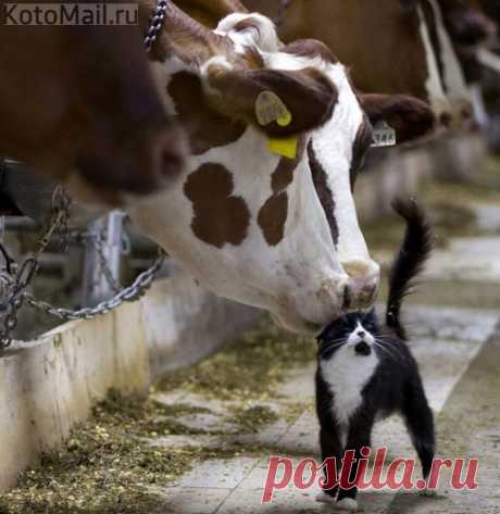Даёт молоко
