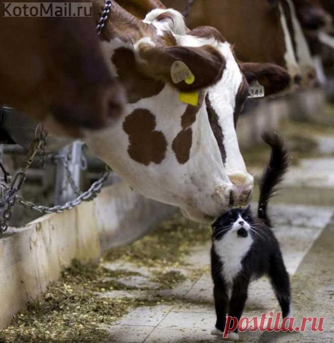 Даёт молоко