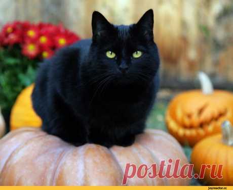 JoyReactor - смешные картинки и другие приколы: комиксы, гиф анимация, видео, лучший интеллектуальный юмор.