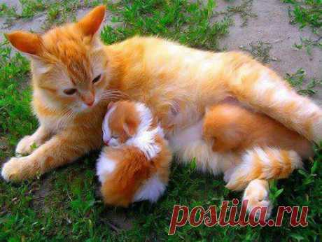 КАКИЕ СОЛНЕЧНЫЕ АПЕЛЬСИНЬЧИКИ))))))))))))))))))
Оксана Солопа
Делюсь хорошим настроением!