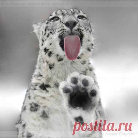 Красивая фотография с экзотическими кошками