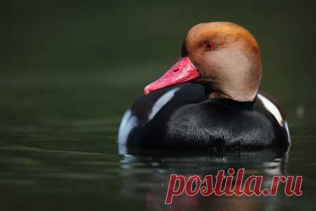 Фото дня - 08.03.2014