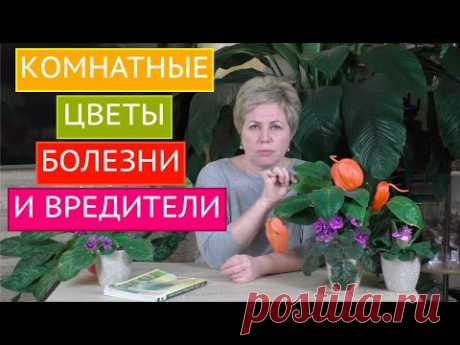 БОЛЕЗНИ И ВРЕДИТЕЛИ КОМНАТНЫХ РАСТЕНИЙ, МЕТОДЫ БОРЬБЫ С НИМИ! БОЛЬШОЙ ОБЗОР! - YouTube