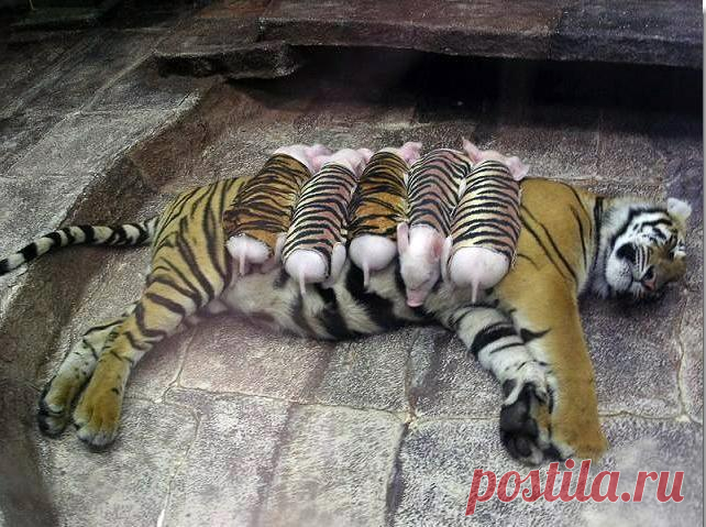 Тигрица приняла поросят в полосатых рубашках за родных детей! Это надо видеть! Случается, что собаки принимают котят.

Но слышали ли вы, чтобы тигрица кормила поросят, а свиноматка — тигрят? В частном зоопарке Срирача, Таиланд, это возможно!

Работники зоопарка утверждают, что тигрята растут на свином молоке намного быстрее. Такую программу прошло уже более 300 бенгальских