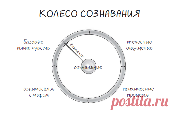 Обод колеса делится на четыре сегмента. Первый включает в себя чувства: слух, зрение, обоняние, вкус и осязание. Второй — внутренние сигналы тела, такие как ощущения в мышцах или легких. Третий — все, что касается психических процессов, связанных с чувствами, мыслями и воспоминаниями. А четвертый — отношения. Плавно вращая спицу, мы фокусируем внимание на каждом элементе сегмента, постепенно охватывая все объекты познавания.