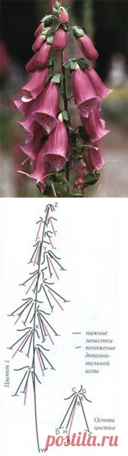 Наперстянка МК