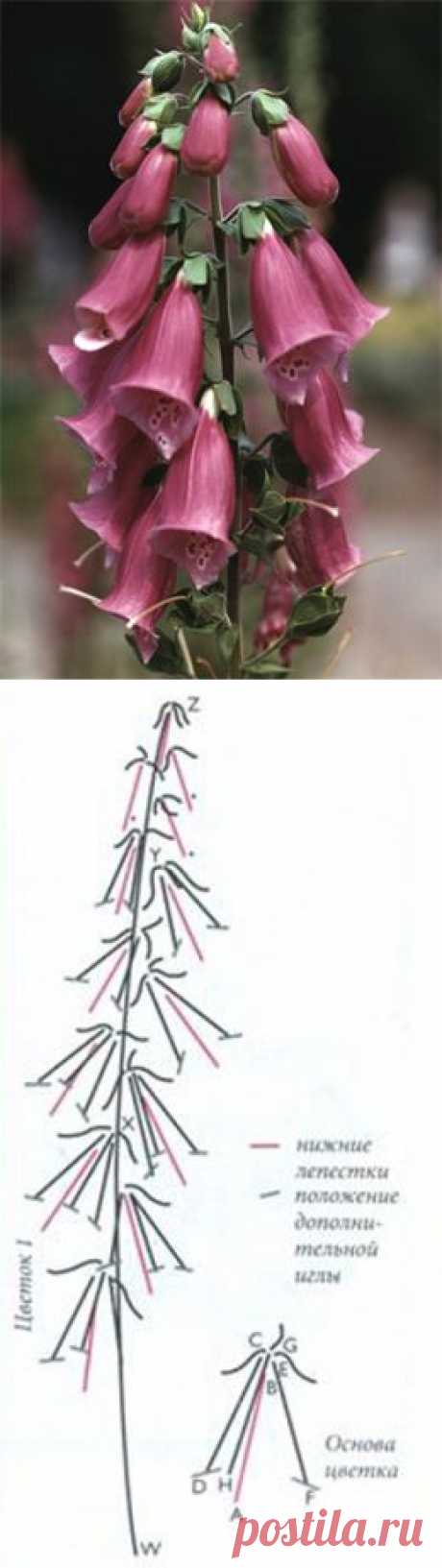 Наперстянка МК