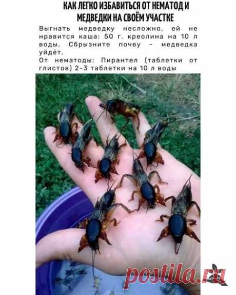 Еще один народный способ избавиться от нематод и медведки.

(с) Дачa, сад, огорoд