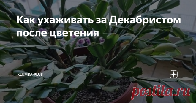 Как ухаживать за Декабристом после цветения