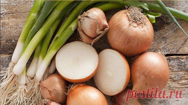 Луковица и немного соды — все, что вам понадобится, чтобы навсегда распрощаться с тараканами!