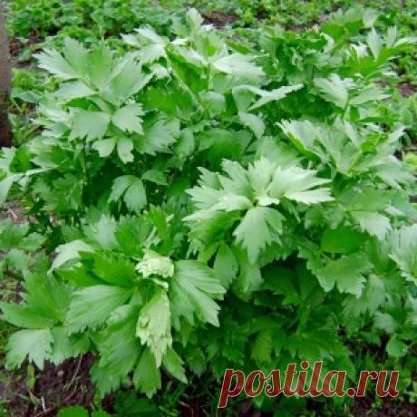 ЛЮБИСТОК — ПРЯНОЕ И ЛЕКАРСТВЕННОЕ РАСТЕНИЕ ДЛЯ ОГОРОДА