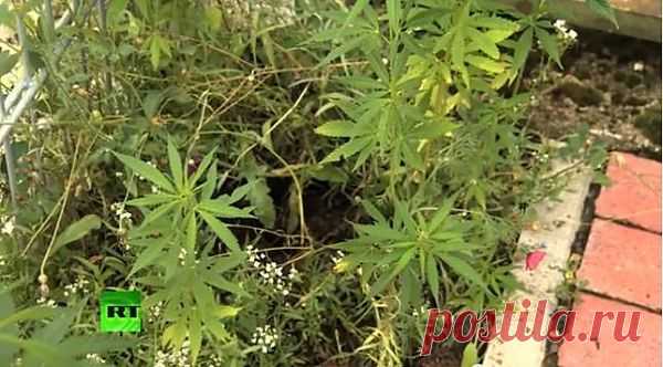 Активисты немецкого Гёттингена засадили город коноплёй (Видео)