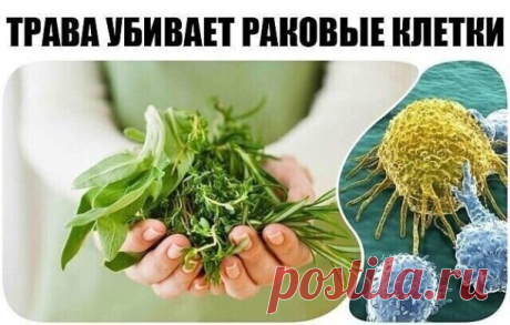 ТРАΒА - УБИЙЦА РАΚА