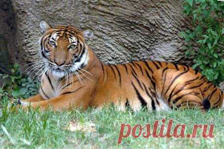 Малайский тигр (Panthera tigris jacksoni)