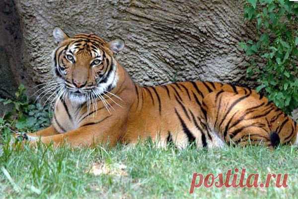 Малайский тигр (Panthera tigris jacksoni)