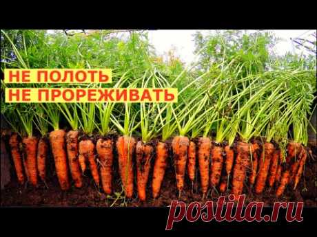 Вырастить МОРКОВЬ как дважды два!