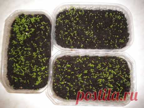 Одноклассники