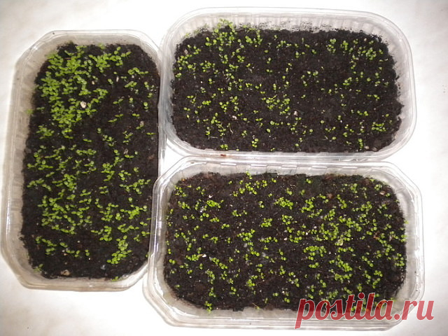 Одноклассники