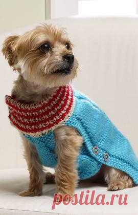 Knit a Holiday Sweater for a Little Dog – Knitting