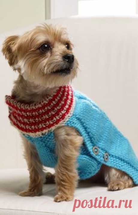 Knit a Holiday Sweater for a Little Dog – Knitting
