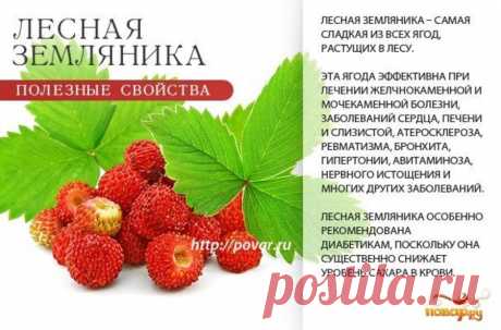 Земляника лесная полезные свойства