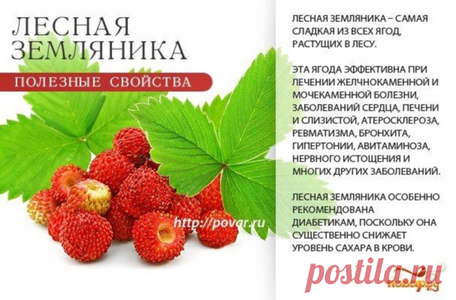 Земляника лесная полезные свойства