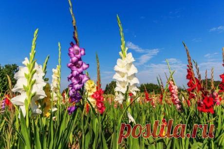 20 растений с большими цветками – яркие акценты для вашего сада