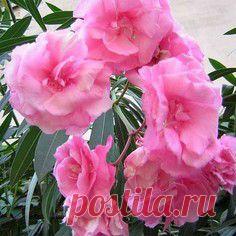 Олеандр.Уход,размножение и болезни В КАРТИНКАХ . - Наш Сад