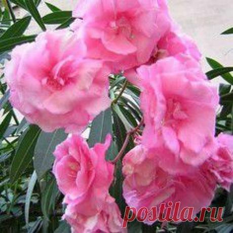 Олеандр.Уход,размножение и болезни В КАРТИНКАХ . - Наш Сад