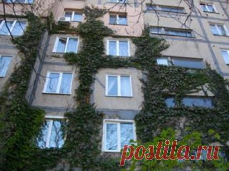 К вопросу девичьего винограда - он заплетает даже многоэтажки