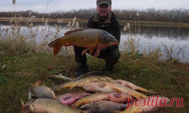 Ржано-картофельное тесто для ловли карпа Насадка, из ржано-картофельной смеси в виде теста, продемонстрировала очень неплохие результаты во время ловли рыбы карповых пород.

Ее изготовление простое и недорогое. Сама насадка на удивление эффе…