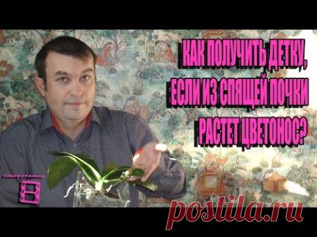 КАК ПОЛУЧИТЬ ДЕТКУ, ЕСЛИ ИЗ СПЯЩЕЙ ПОЧКИ РАСТЕТ ЦВЕТОНОС? ОРХИДЕИ ФАЛЕНОПСИС-ЭКЗОТИКА НА ПОДОКОННИКЕ