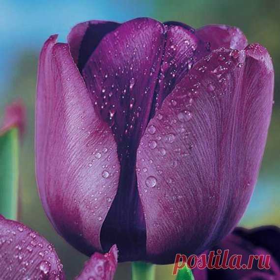 Tulip,Passionale(Bulbs)Great for Bouquets,Large Blooms,Deer Won't Eat ,Excellent Cut Flowers,Bloom Spring,Large, 5-inch blossoms. TULIPS Did you know that there are over 3,000 unique varieties of tulips?! Tulips were first introduced to Europe in 1559 and over the next 100 years led to a speculative craze in which single tulip bulbs were sold for over 10 times the annual income of a skilled craftsman. Today