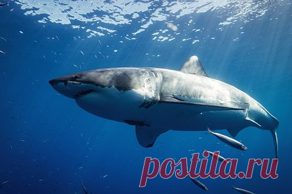 Акулы-людоеды начали захватывать новые места для жизни. Белые акулы начали появляться у берегов Центральной Калифорнии, при этом ранее воды этого региона были слишком холодными для этого теплолюбивого вида. Появление акул может поставить под угрозу подводную экосистему района из-за того, что хищники нападают на обитающих там морских выдр.