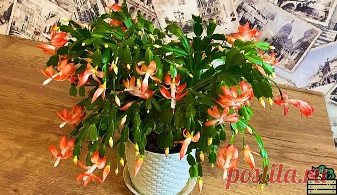 Подкормка, после которой декабрист стал полностью усыпан бутонами и цветами Уход и подкормки для декабриста, чтобы он цвёл обильно и красиво.