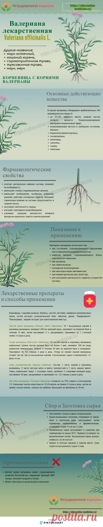 Корни валерианы - чем полезны и как принимать правильно