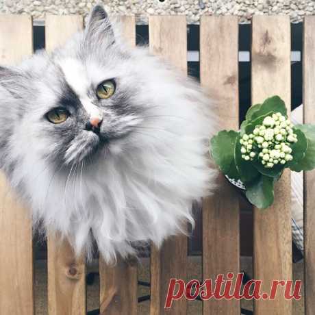 Королева Элис - кошка с самым красивым в мире мраморным мехом!