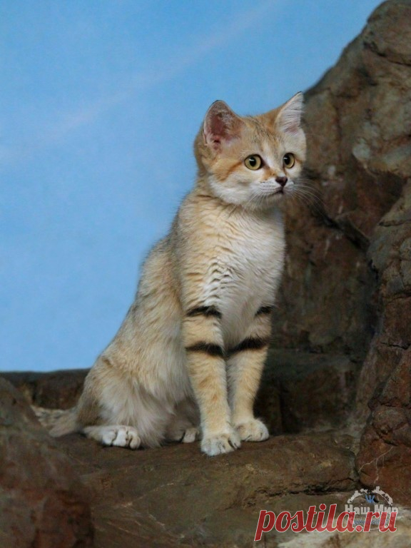 Арабская песчаная кошка